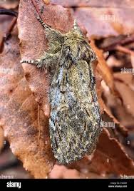 Attēlu rezultāti vaicājumam “Peridea anceps”