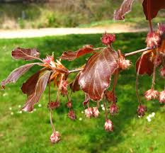 Attēlu rezultāti vaicājumam “Fagus sylvatica flower”