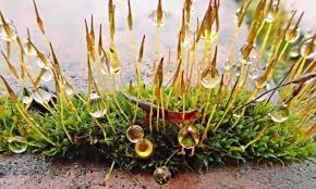 Attēlu rezultāti vaicājumam “Grimmia pulvinata sporophyte”