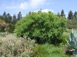 Attēlu rezultāti vaicājumam “Cotinus coggygria”