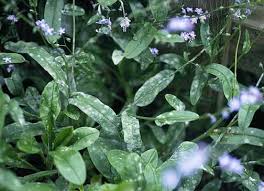 Attēlu rezultāti vaicājumam “Myosotis sparsiflora leaf”