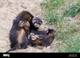 Attēlu rezultāti vaicājumam “Mustela putorius”