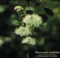 Attēlu rezultāti vaicājumam “Physocarpus opulifolius”