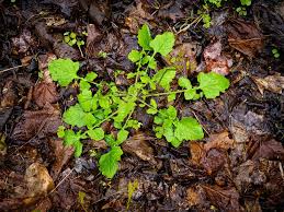 Attēlu rezultāti vaicājumam “Lapsana communis leaf”