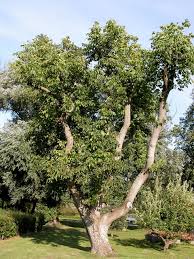 Attēlu rezultāti vaicājumam “Juglans regia”