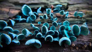 Attēlu rezultāti vaicājumam “Chlorociboria aeruginascens”