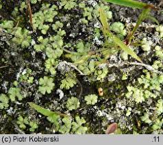 Attēlu rezultāti vaicājumam “Riccia cavernosa”