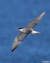 Attēlu rezultāti vaicājumam “Chlidonias hybrida”
