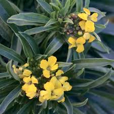Attēlu rezultāti vaicājumam “Erysimum hieracifolium leaf”