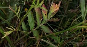 Attēlu rezultāti vaicājumam “Rorippa sylvestris leaf”