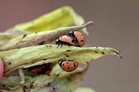 Attēlu rezultāti vaicājumam “Cystiphora sanguinea larva”