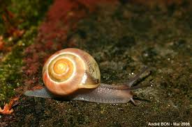 Attēlu rezultāti vaicājumam “Cepaea hortensis”