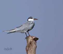 Attēlu rezultāti vaicājumam “Chlidonias hybrida”