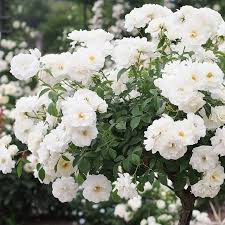 「アイスバーグ」の画像検索結果