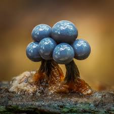 Attēlu rezultāti vaicājumam “Cribraria intricata young”