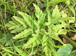 Attēlu rezultāti vaicājumam “Botrychium multifidum”