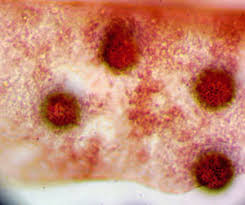 Attēlu rezultāti vaicājumam “Lamproderma puncticulatum macro”