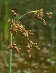 Attēlu rezultāti vaicājumam “Schoenoplectus lacustris subsp. glaucus flower”