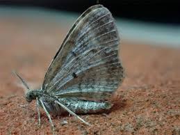 Attēlu rezultāti vaicājumam “Xanthorhoe spadicearia”