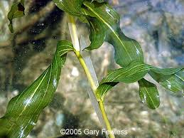 Attēlu rezultāti vaicājumam “Potamogeton praelongus”