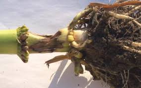 Attēlu rezultāti vaicājumam “Diderma radiatum stalked”