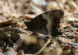 Attēlu rezultāti vaicājumam “Hipparchia alcyone underside”