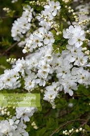 Attēlu rezultāti vaicājumam “Exochorda giraldii var. wilsonii”