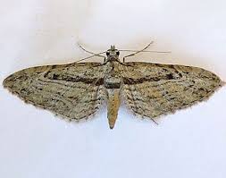 Attēlu rezultāti vaicājumam “Eupithecia exiguata”