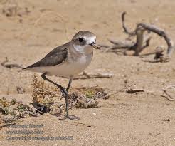 Image result for Charadrius mongolus