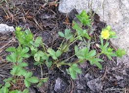 Attēlu rezultāti vaicājumam “Potentilla norvegica”