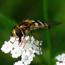 Attēlu rezultāti vaicājumam “Eupeodes corollae”