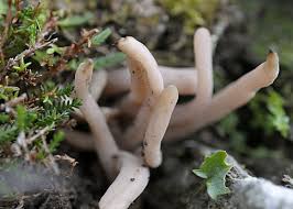 Attēlu rezultāti vaicājumam “Clavaria fumosa”