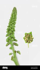 Attēlu rezultāti vaicājumam “Ambrosia artemisiifolia bud”