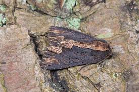 Attēlu rezultāti vaicājumam “Dypterygia scabriuscula”