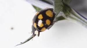 Attēlu rezultāti vaicājumam “Anthrenus sp. imago”