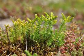 Attēlu rezultāti vaicājumam “Sedum sexangulare leaf”