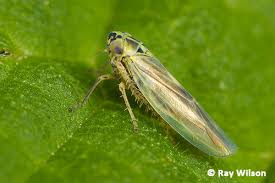 Attēlu rezultāti vaicājumam “Macrosteles sp. nymph”