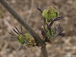 Attēlu rezultāti vaicājumam “Sambucus racemosa flower”