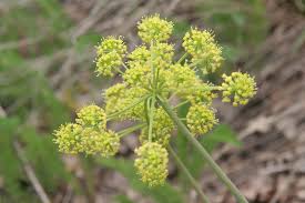 Attēlu rezultāti vaicājumam “Diderma rufostriatum”