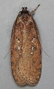 Attēlu rezultāti vaicājumam “Agonopterix ciliella”