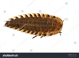 Attēlu rezultāti vaicājumam “Silpha obscura larva”