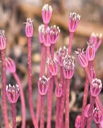 Attēlu rezultāti vaicājumam “Armeria vulgaris bud”