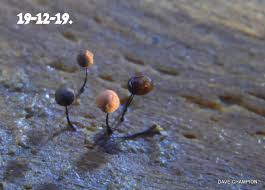 Attēlu rezultāti vaicājumam “Comatricha nigra spores”