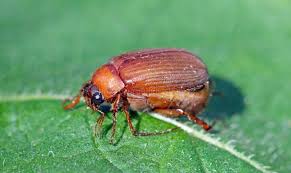 Attēlu rezultāti vaicājumam “Serica brunnea imago”