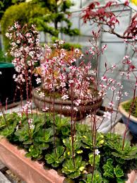 Attēlu rezultāti vaicājumam “Saxifraga cymbalaria flower”