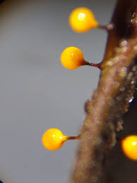 Attēlu rezultāti vaicājumam “Ophiotheca chrysosperma spores”