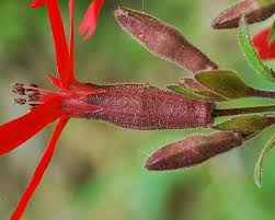 Attēlu rezultāti vaicājumam “Silene viscaria bud”