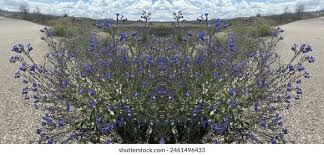 Attēlu rezultāti vaicājumam “Anchusa arvensis flower”