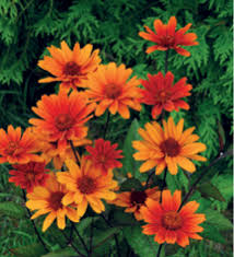 Image result for Heliopsis scabra