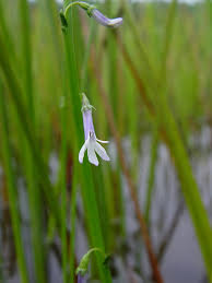 Attēlu rezultāti vaicājumam “Lobelia dortmanna flower”